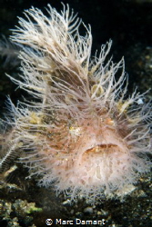 " A Bad Hair Day " we found this Hairy Frogfish at about ... by Marc Damant 